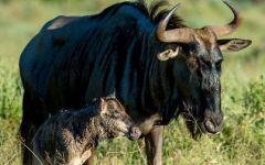 blue wildebeest 202x84